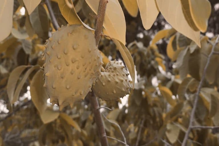 noticia-sanidad-vegetal