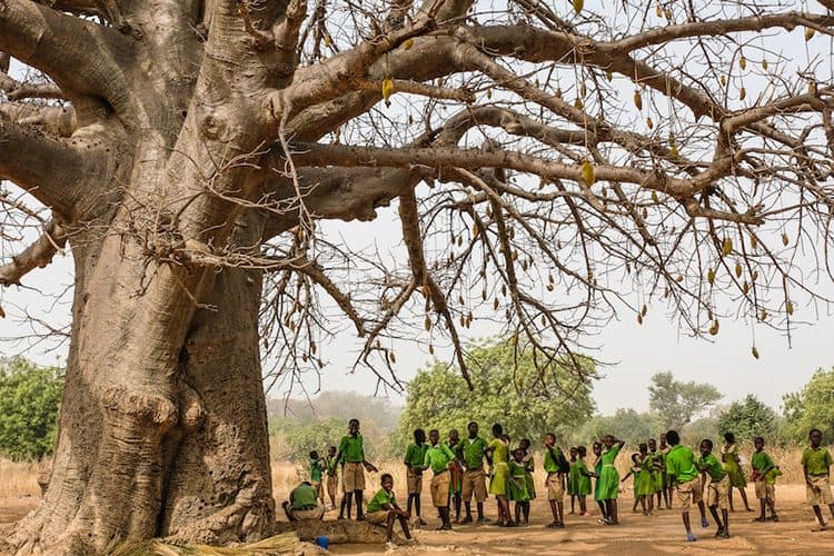 School students under a baobab near Chiana, Kassena Nankana District – Ghana.