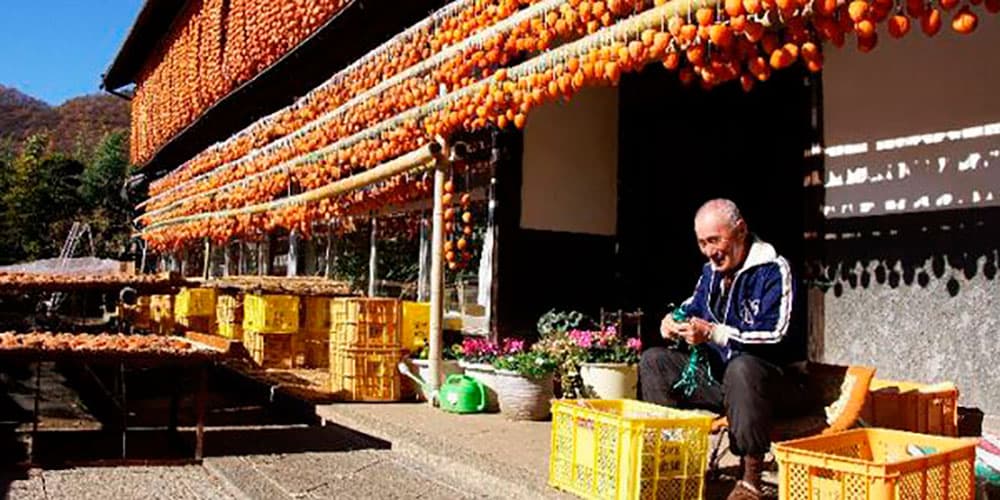 Japan_Fruit_cultivation_01